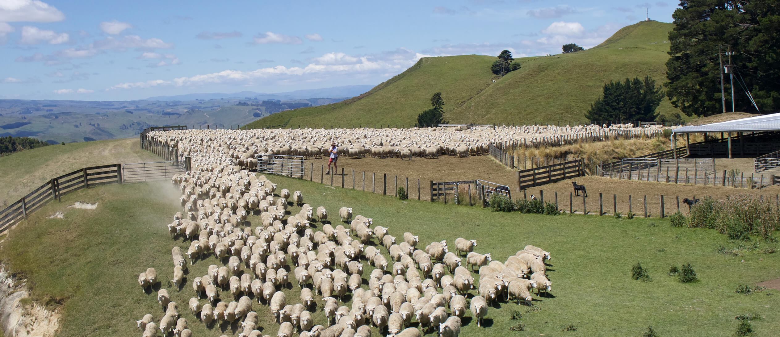 Honest Wolf - flock of sheep - our process header image