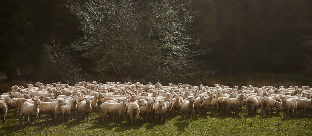 Honest wolf papanui estate farm with sheep